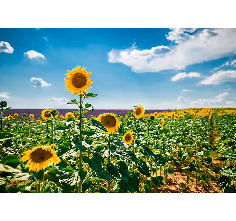 Tapisserie fleur le bonheur du champ de tournesols - TenStickers