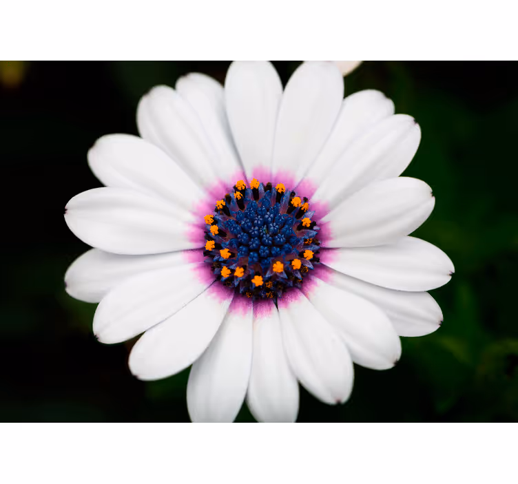 Tapisserie fleur fleur blanche Épanouie - TenStickers