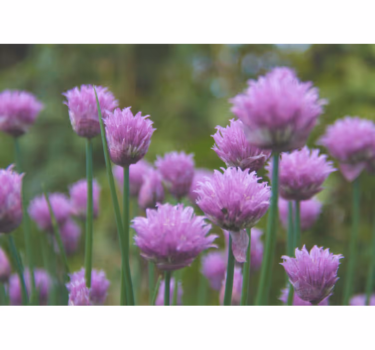 Tapisserie fleur bouquet de ciboulette en fleurs - TenStickers