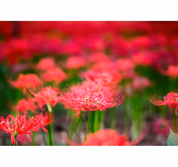 Tapisserie coquelicots fleurs cramoisies vives - TenStickers