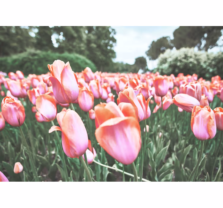 Tapisserie coquelicots champ de tulipes fleuri - TenStickers