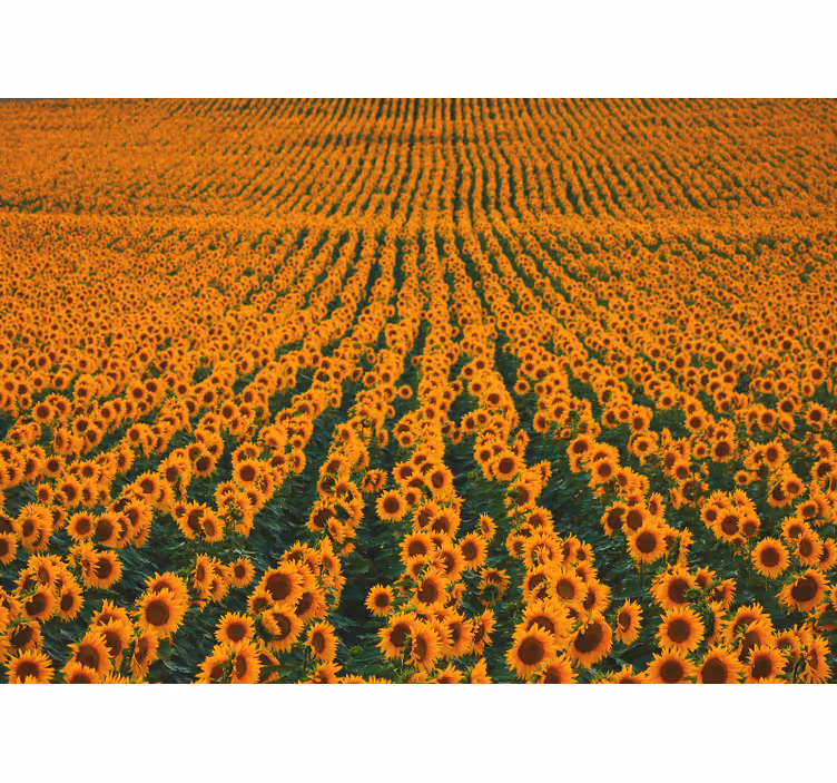 Tapisserie fleur prairie de tournesols - TenStickers