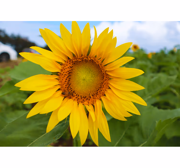 Tapisserie fleur beauté florale de tournesol - TenStickers