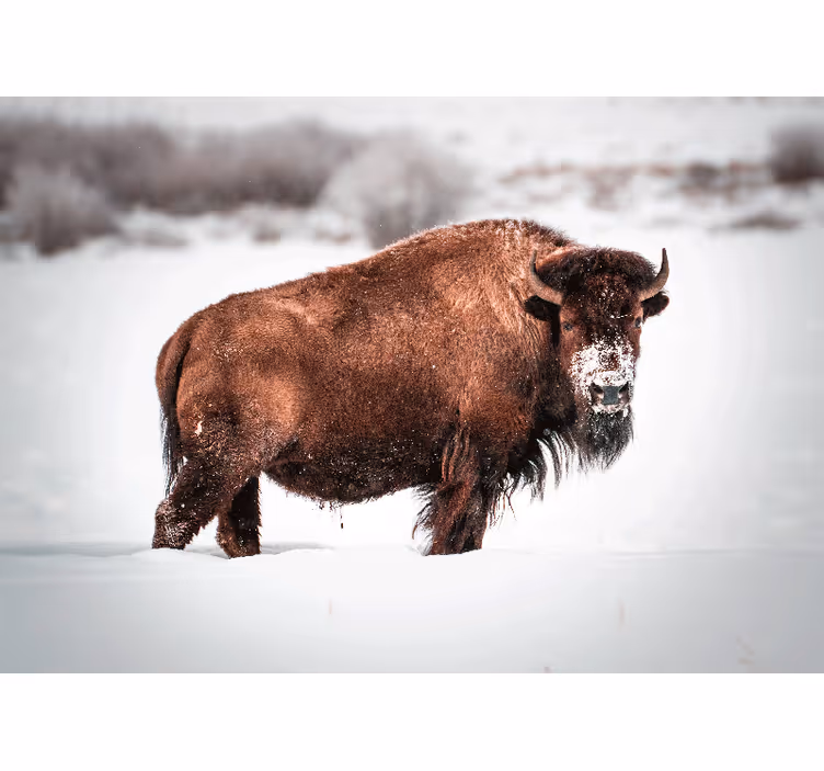 Tapisserie animaux bison majestueux en position - TenStickers