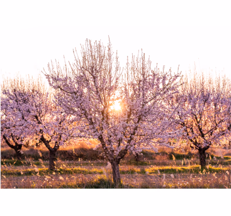 Tapisserie fleur cerisiers en fleurs - TenStickers