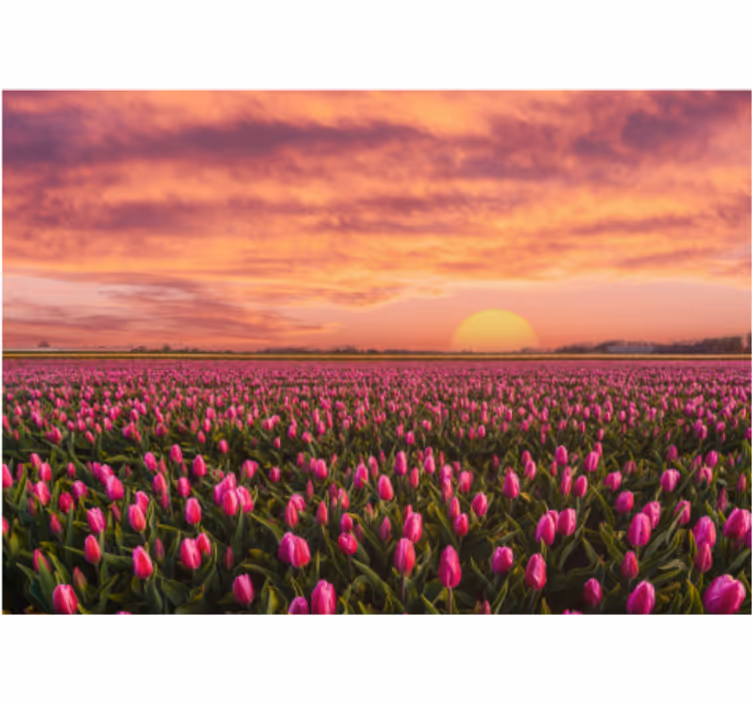 Tapisserie fleur champ de tulipes au coucher de soleil - TenStickers