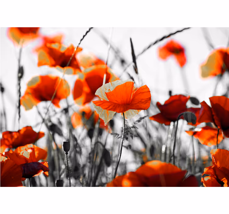 Tapisserie coquelicots prairie animée - TenStickers