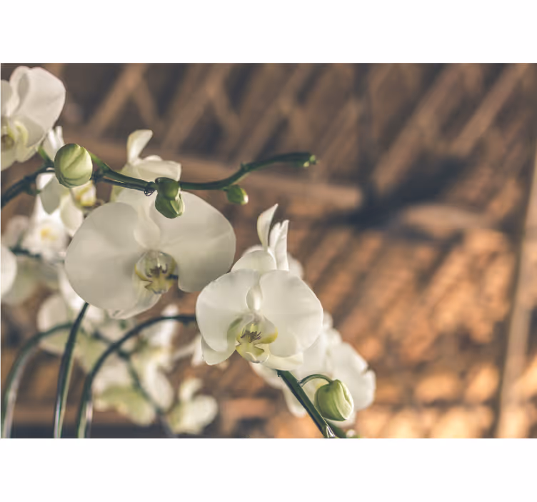 Tapisserie orchidée fleurs d'orchidées élégantes - TenStickers