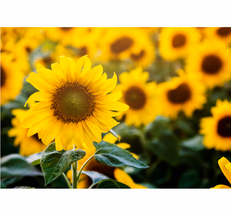 Tapisserie fleur champ de tournesols en fleur - TenStickers