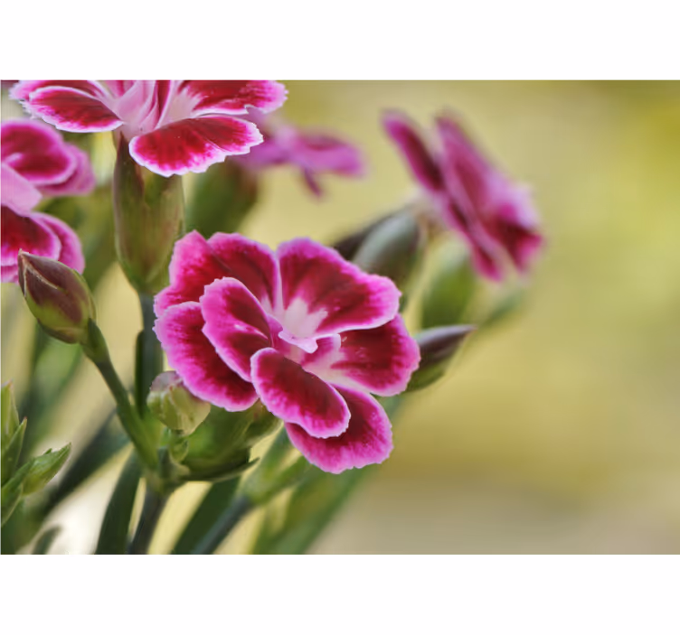 Tapisserie coquelicots Émerveillement floral - TenStickers