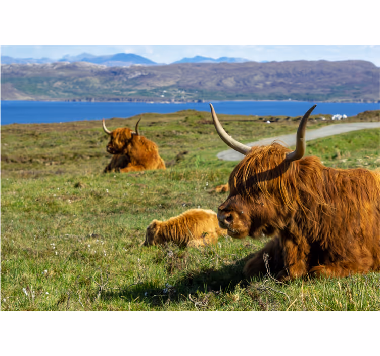 Papier peint nature vaches highland en pâturage - TenStickers