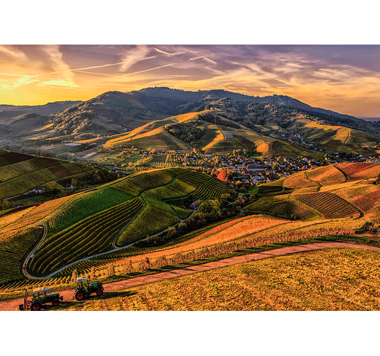 Tapisserie paysage vue sur le vignoble luxuriant - TenStickers