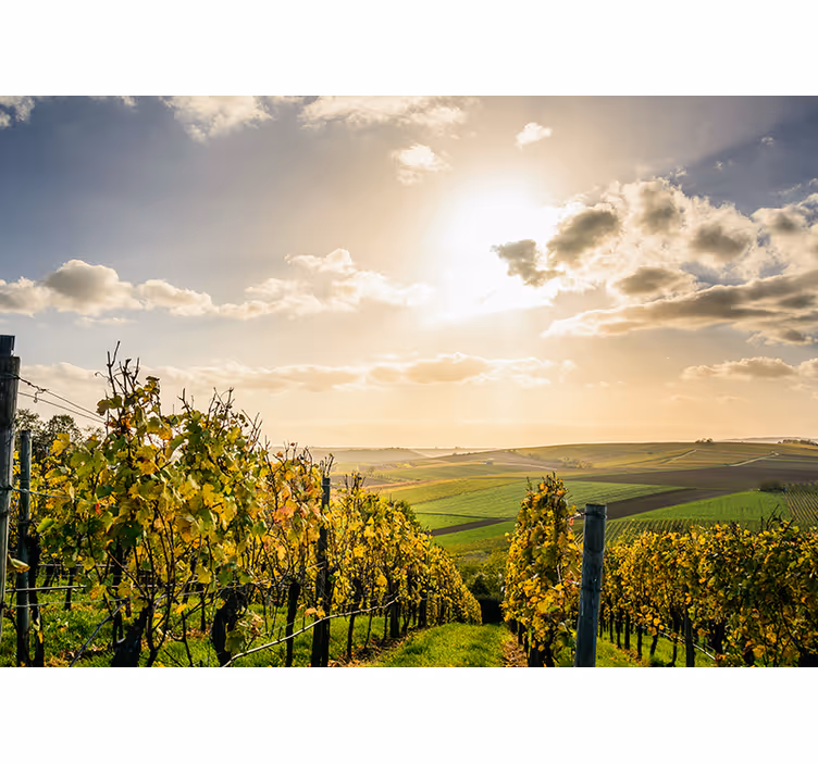 Tapisserie paysage vue sur le coucher de soleil au vignoble - TenStickers