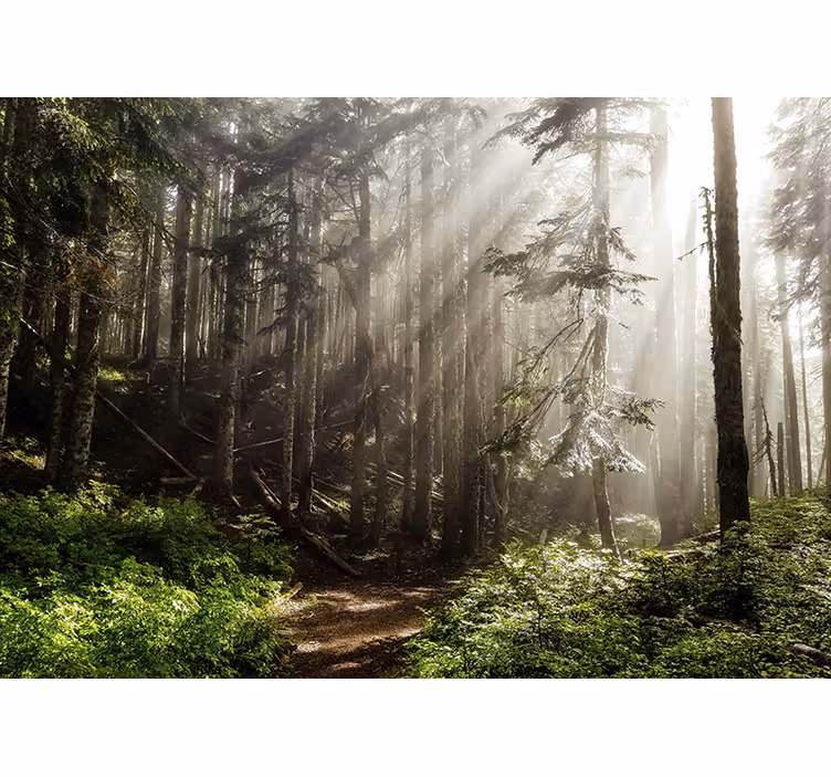 Tapisserie nature perspective de forêt brumeuse - TenStickers