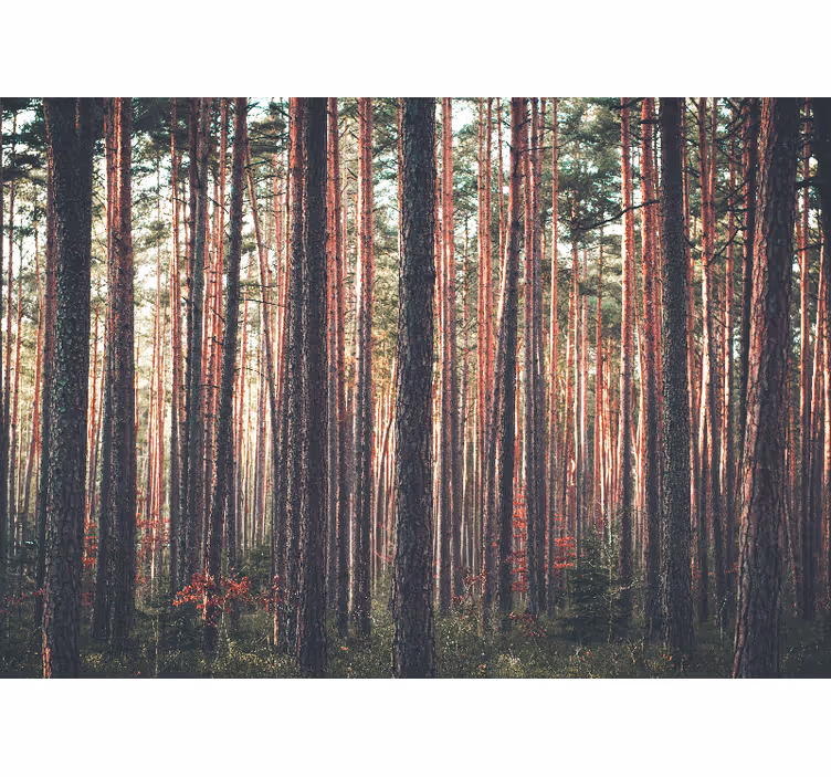 Tapisserie forêt bois de pins tranquille - TenStickers