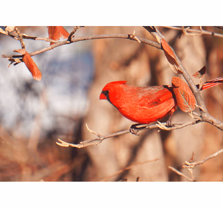 Tapisserie animaux cardinal perché - TenStickers