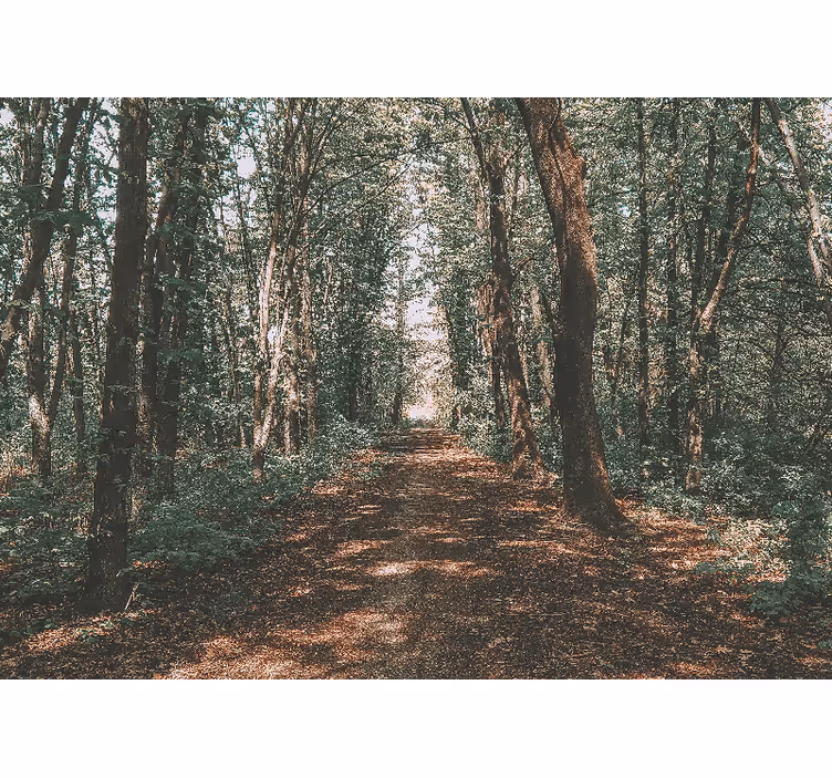 Tapisserie forêt sentier boisé serein - TenStickers