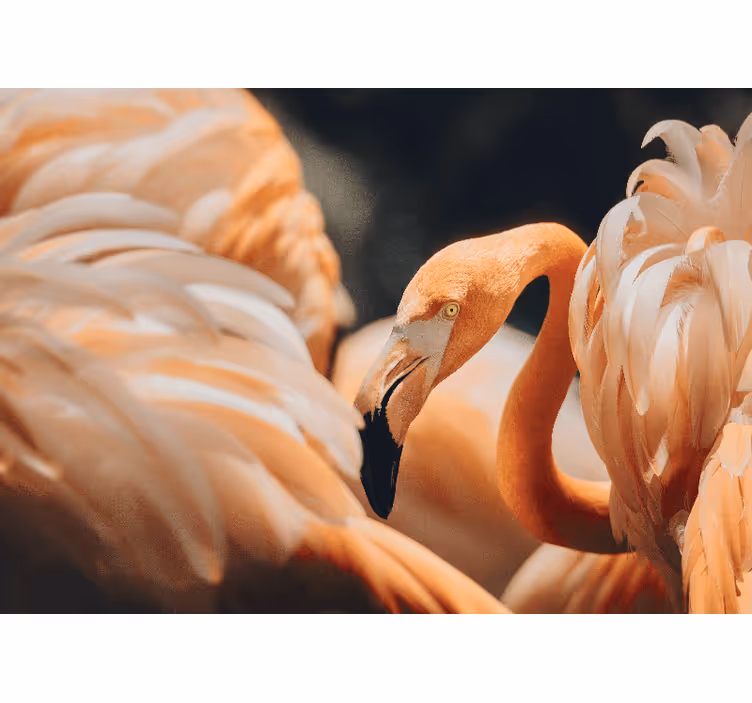 Tapisserie autres animaux scène de flamant Élégant - TenStickers