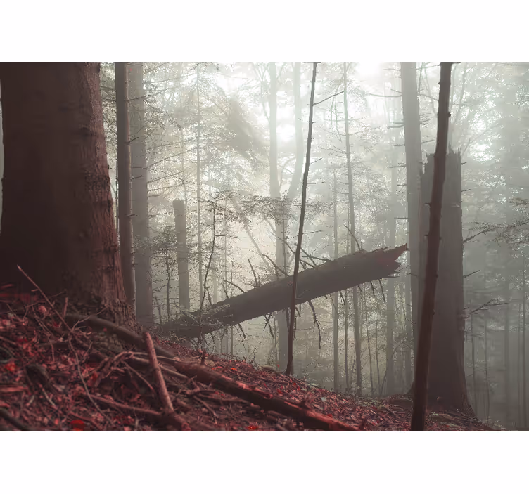 Tapisserie forêt vue sur un bois brumeux - TenStickers