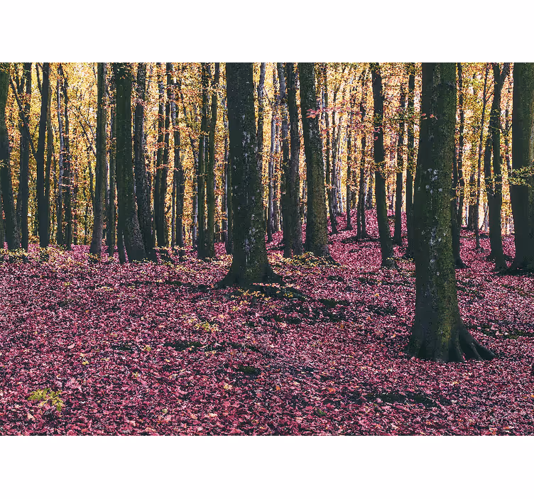 Tapisserie nature scène de forêt sereine - TenStickers