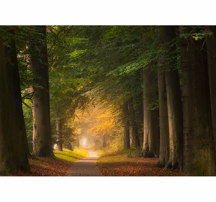 Tapisserie nature scène du chemin forestier - TenStickers