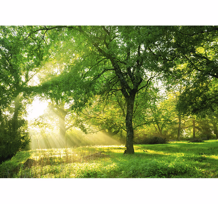 Tapisserie nature scène de verdure ensoleillée - TenStickers