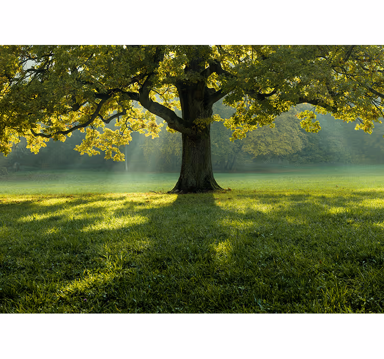 Tapisserie nature silhouette d'arbre majestueux - TenStickers