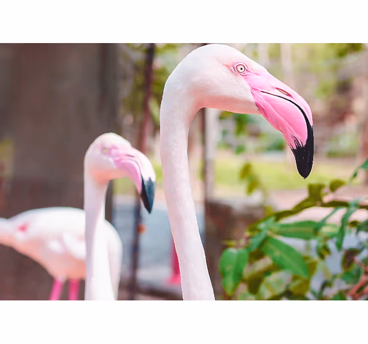 Tapisserie autres animaux duo de flamants Élégants - TenStickers