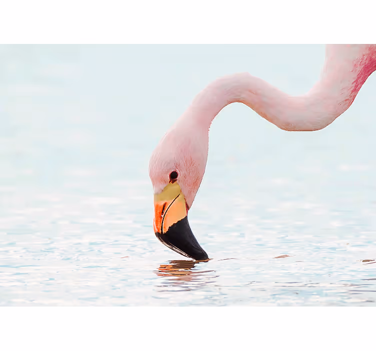 Tapisserie autres animaux flamant rose reflet d'eau - TenStickers