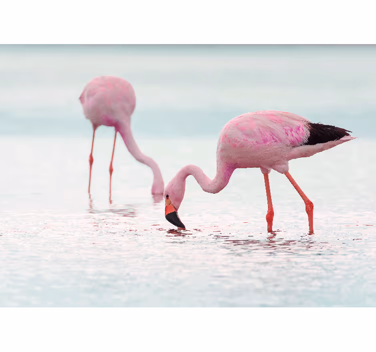Tapisserie animaux scène de nourrissage de flamants - TenStickers