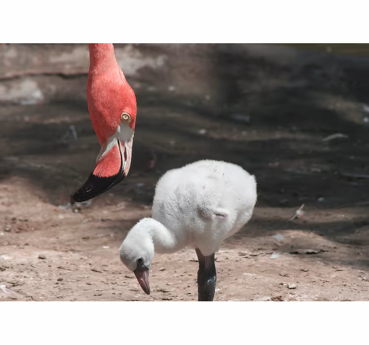 Tapisserie animaux flamant rose junior - TenStickers