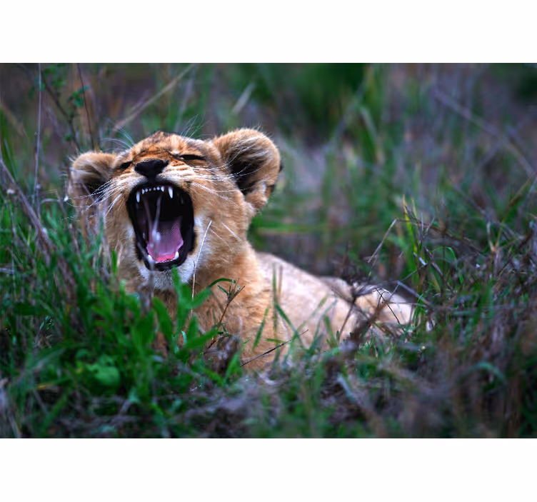 Tapisserie lion petit lion rugissant - TenStickers