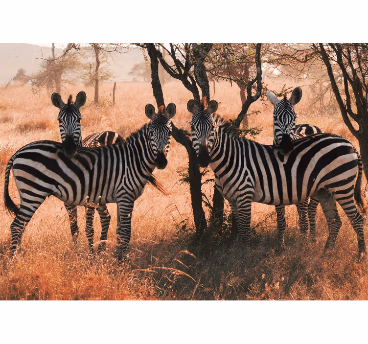 Tapisserie animaux zèbres dans la nature - TenStickers