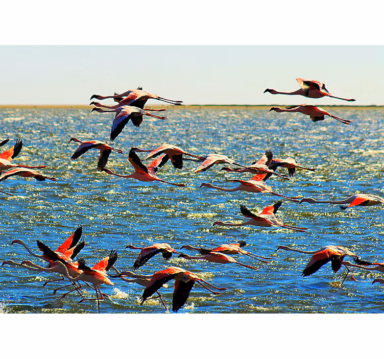 Tapisserie animaux groupe de flamants volants - TenStickers