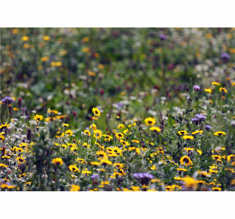 Tapisserie fleur prairie ensoleillée - TenStickers