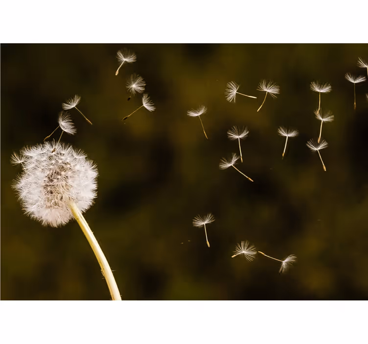 Tapisserie pissenlit puffs de graines flottantes - TenStickers