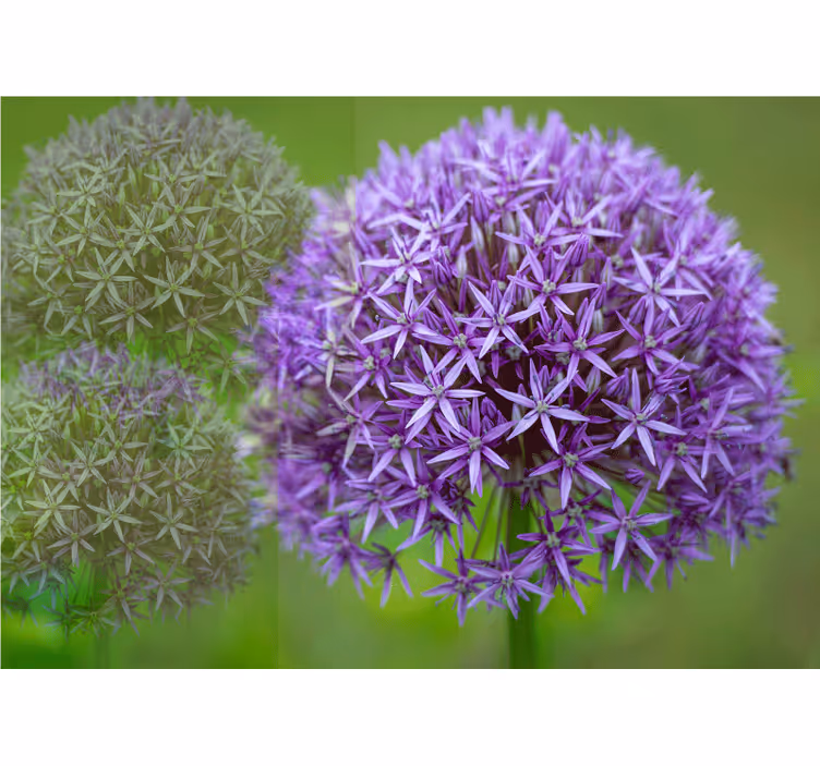 Tapisserie coquelicots arrangement floral violet - TenStickers