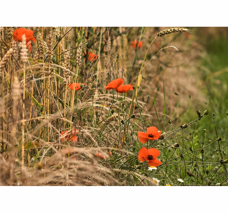 Tapisserie coquelicots sérénité des champs de pavots - TenStickers