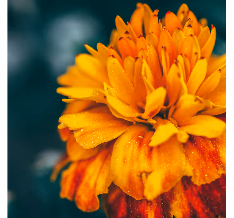 Tapisserie fleur gros plan sur fleur orange - TenStickers