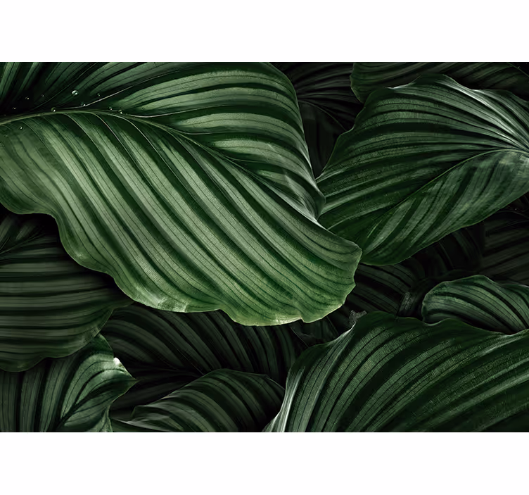 Tapisserie nature feuillage verdoyant - TenStickers