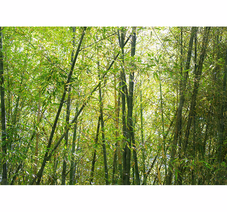 Tapisserie bambou forêt de bambous vibrante - TenStickers