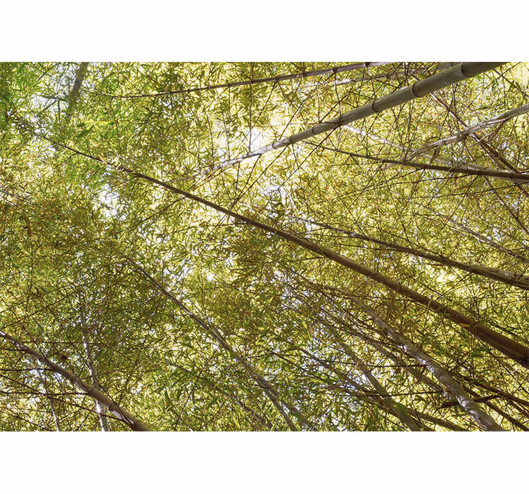Tapisserie bambou vue du canopy - TenStickers