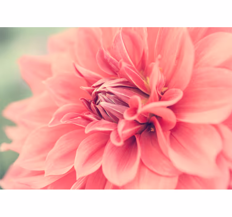 Tapisserie fleur fleurons roses Éclatants - TenStickers