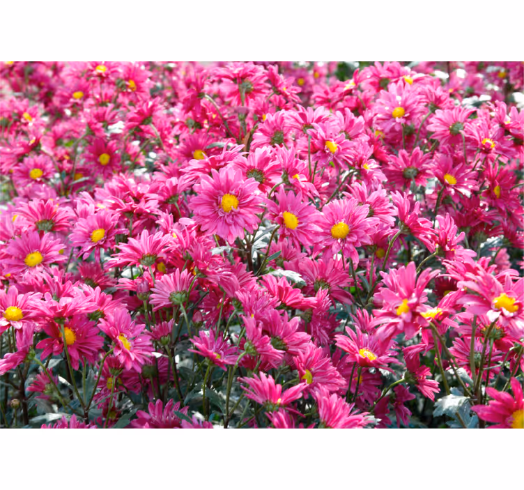 Tapisserie fleur explosion florale rose - TenStickers