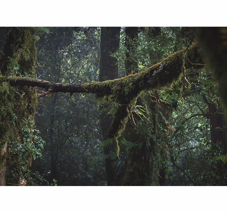 Tapisserie forêt cimes verdoyantes luxuriantes - TenStickers