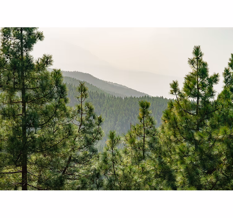Tapisserie nature paysage verdoyant luxuriant - TenStickers