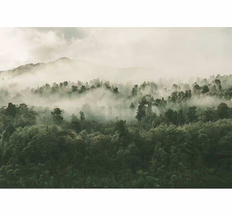Tapisserie nature paysage forestier brumeux - TenStickers