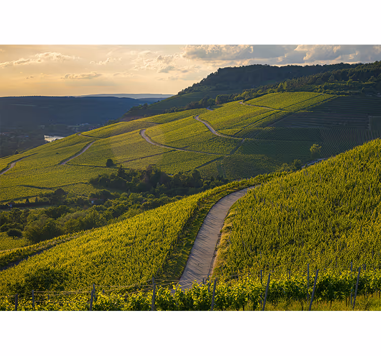 Tapisserie paysage pentes de vignobles - TenStickers