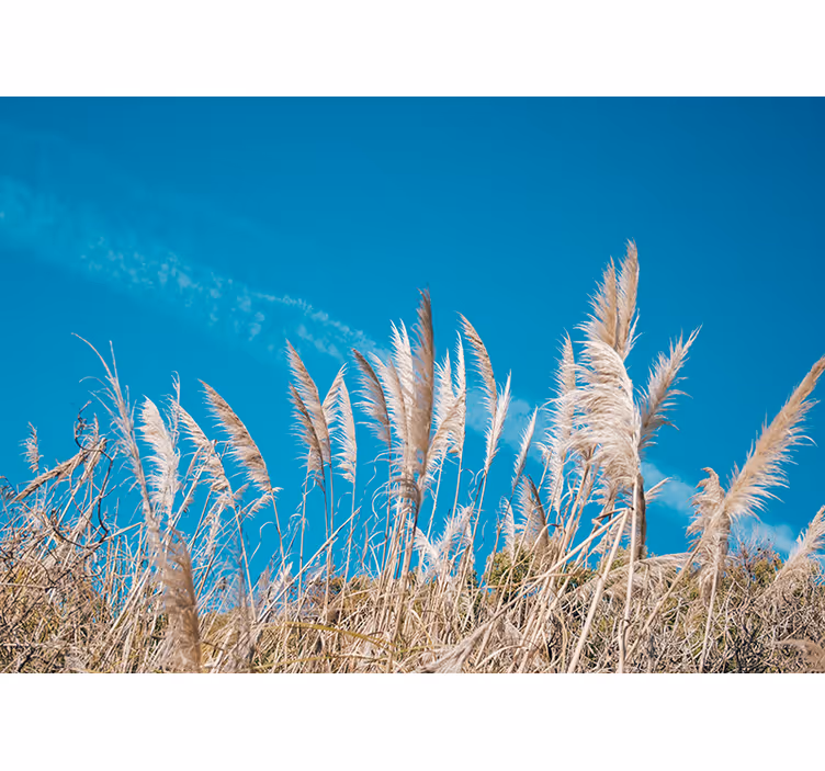 Tapisserie fleur douceur de graminées pampas - TenStickers
