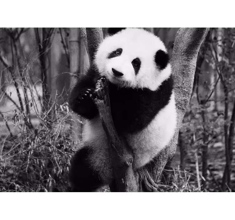 Tapisserie animaux panda sur arbre - TenStickers